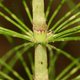 Image for article titled The Spores of These Ancient Plants Literally Hop Along on Four Little Legs
